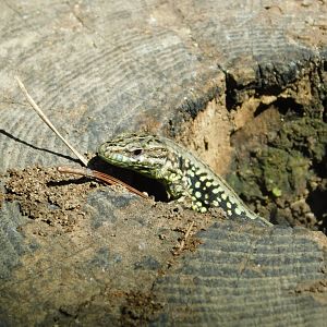 European Wall Lizard
