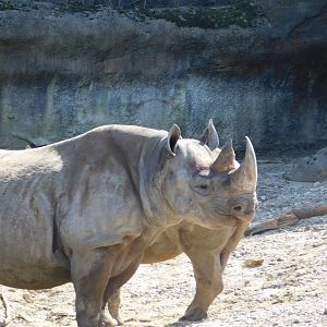 Seyia and Kendi (Black Rhinoceros)