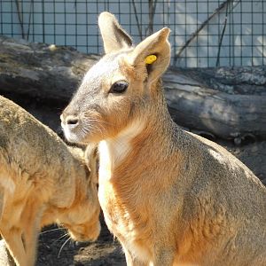 Patagonian Cavy
