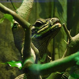 Philippine Sailfin Dragon