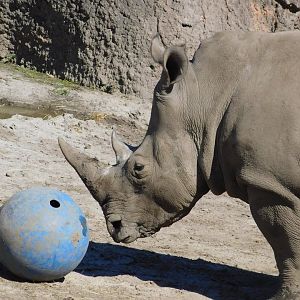 Southern White Rhino