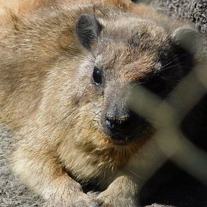 Rock Hyrax
