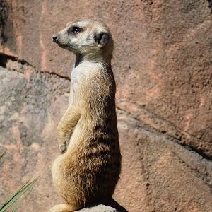 Meerkat