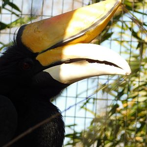 Rhinoceros Hornbill