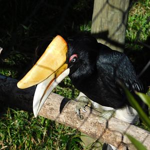 Rhinoceros Hornbill