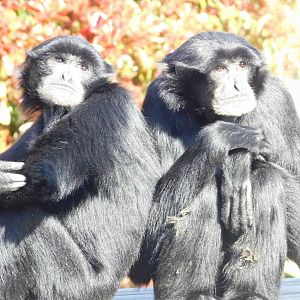 Siamang