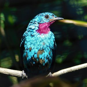 Spangled Cotinga