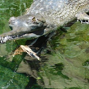 Gharial