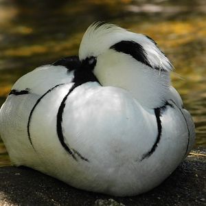Smew