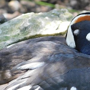Harlequin Duck