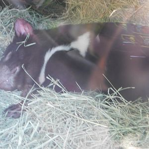 Tasmanian Devil