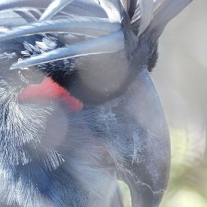 Palm Cockatoo