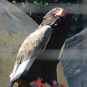 Bateleur Eagle