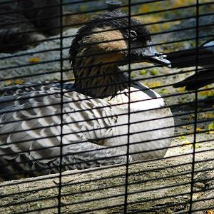 Hawaiian Goose (Nene)