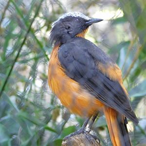 White-Crowned Robin Chat