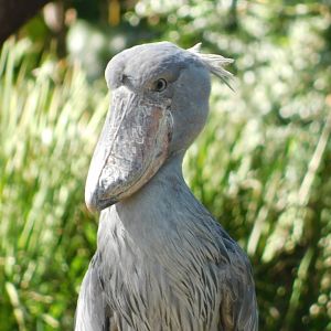 Shoebill
