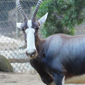 Bontebok