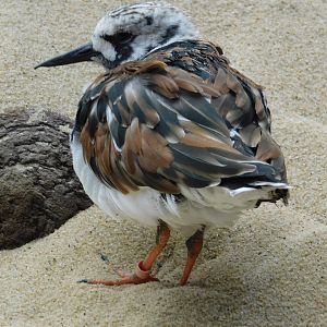 Ruddy Turnstone