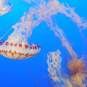 Purple-Striped Jellyfish