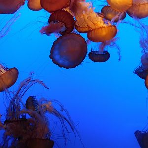 Pacific Sea Nettle