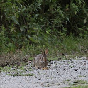 possible New England cottontail (Sylvilagus transitionalis)?