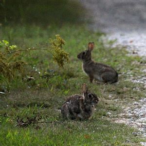 possible New England cottontail (Sylvilagus transitionalis)?