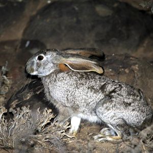 scrub hare (Lepus saxatilis)