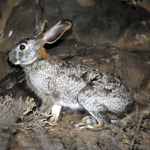 scrub hare (Lepus saxatilis)