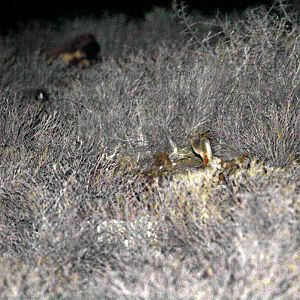 Hewitt's red rock hare (Pronolagus saundersiae)