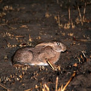 African savanna hare (Lepus victoriae)