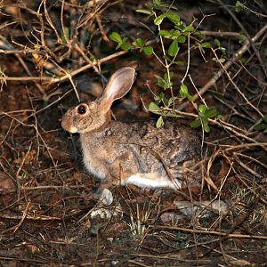African savanna hare (Lepus victoriae)