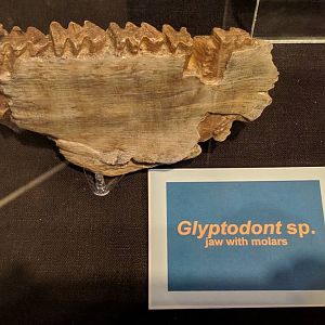 Glyptodont sp. cast of lower jaw with molars