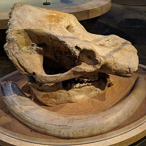 Pacific mastodon (Mammut pacificus) skull (back) and tusk (front)