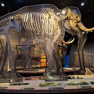 Columbian mammoth (Mammuthis columbi) skeletal mount