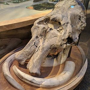 Columbian mammoth (Mammuthus columbi) skull and tusks