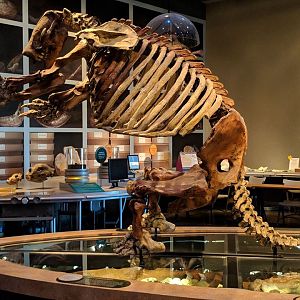 Harlan's ground sloth (Paramylodon harlani) skeleton