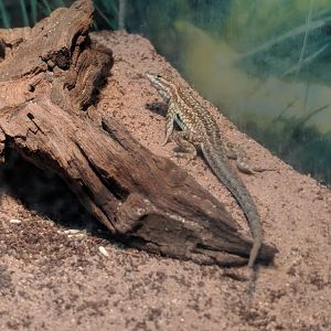 Common side blotched lizard (Uta stansburiana)