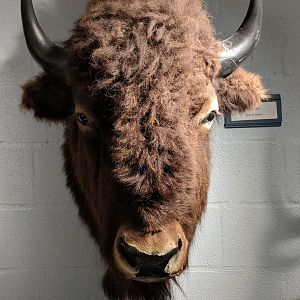 American bison (Bos bison) head mount