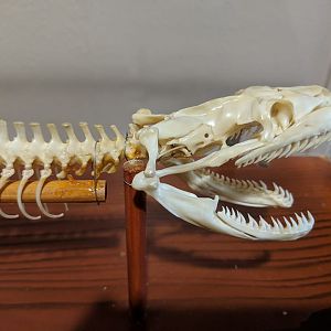 Burmese python (Python bivittatus)