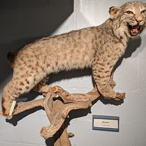 Bobcat (Lynx rufus)