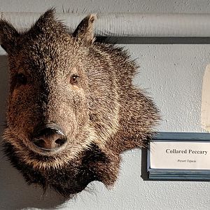 Collared peccary (Pecari tajacu) head mount.