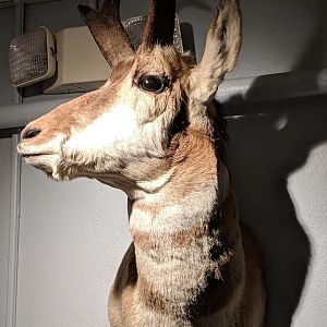 Pronghorn (Antilocapra americana) head mount.