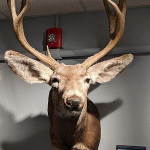 Mule deer (Odocoileus hemionus)