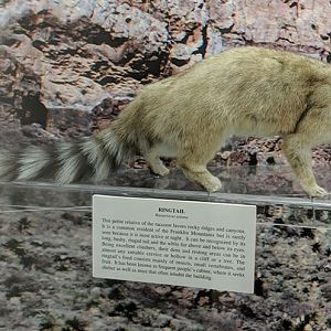 Ringtail (Bassariscus astutus)