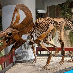 Zuniceratops christopheri