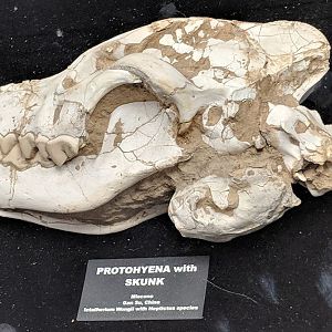 Ictitherium wongi (Protohyena) and Heptictus sp. (Skunk) from the Miocene of Gansu, China