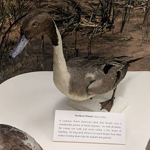 Northern pintail (Anas acuta)