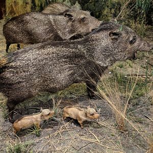 Collared peccary (Pecari tajacu)