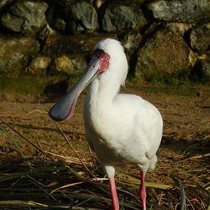 African Spoonbill (Platalea alba) at Banham Zoo, England