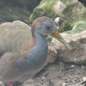 Giant Wood Rail (Aramides ypecaha) at Banham Zoo, England